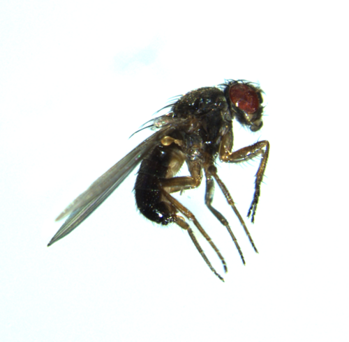 Drosophila pseudoobscura